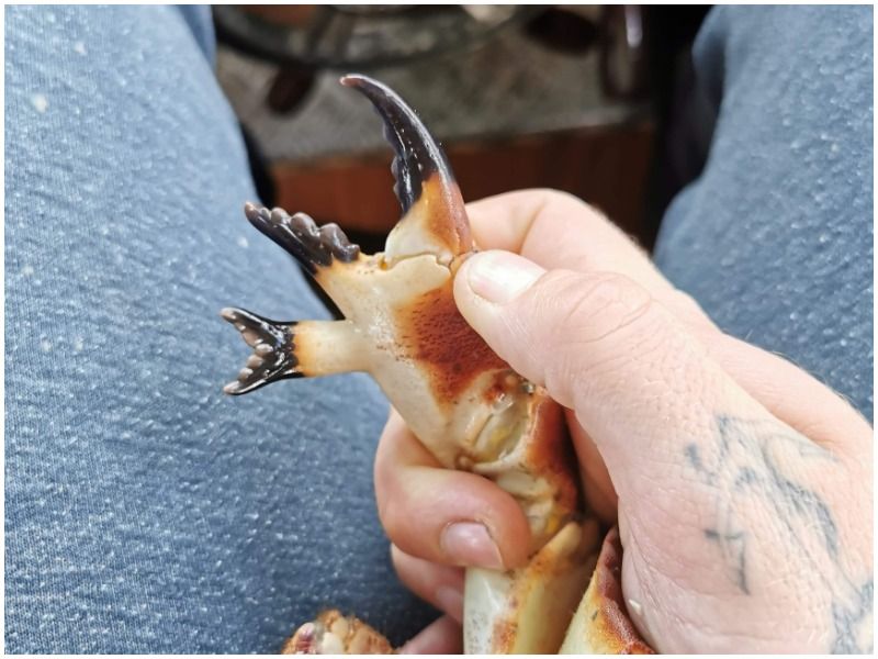'Mutant' crab with triple pincer found off the Cornish coast News Pirate FM